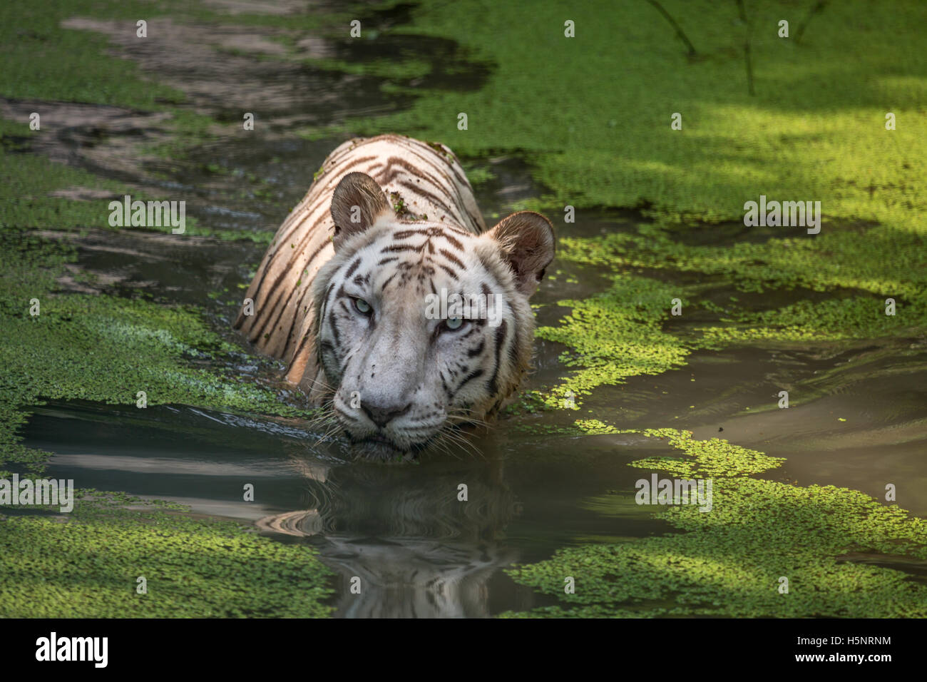 Weiße Tiger im Wasser des Sumpfes direkt gegenüber. Weißen Königstiger hautnah Schuss. Stockfoto