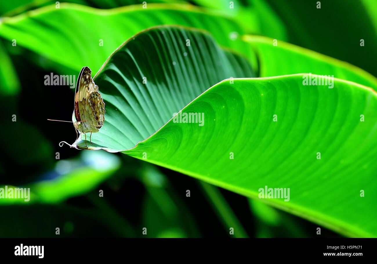 Nymphalidae Schmetterling auf einer tropischen Blatt im Sonnenschein am Botanischen Gärten in Singapur Stockfoto