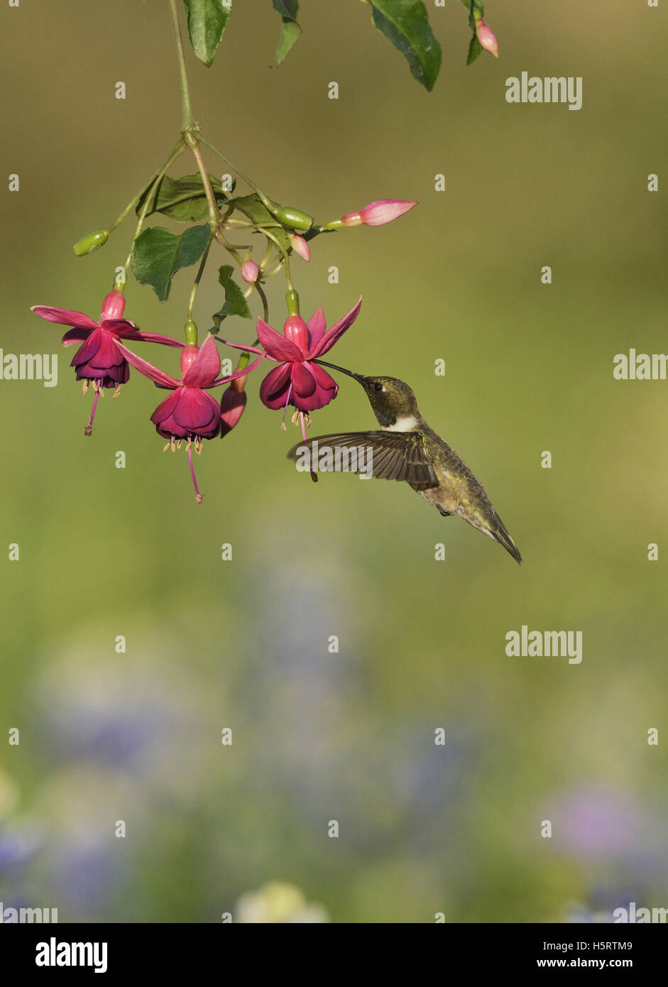 Schwarzer-chinned Kolibri (Archilochos Alexander), Männchen ernähren sich von blühenden Fuchsie, Hill Country, Texas, USA Stockfoto