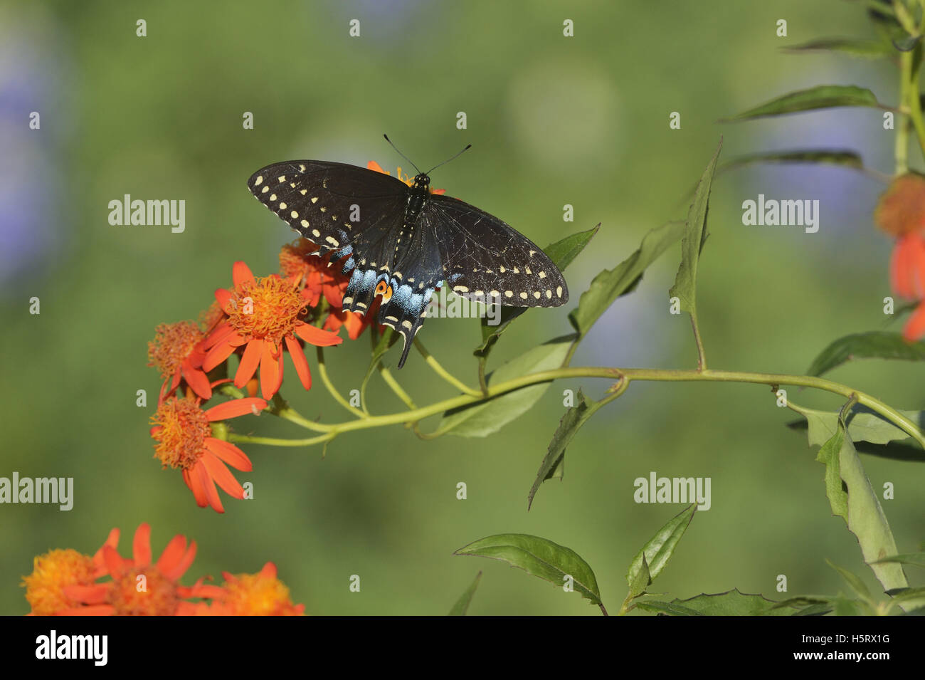 Schwarzen Schwalbenschwanz (Papilio Polyxenes), Erwachsene ernähren sich von mexikanischen Flamme Ranke (Senecio Confusus), Hill Country, Texas, USA Stockfoto