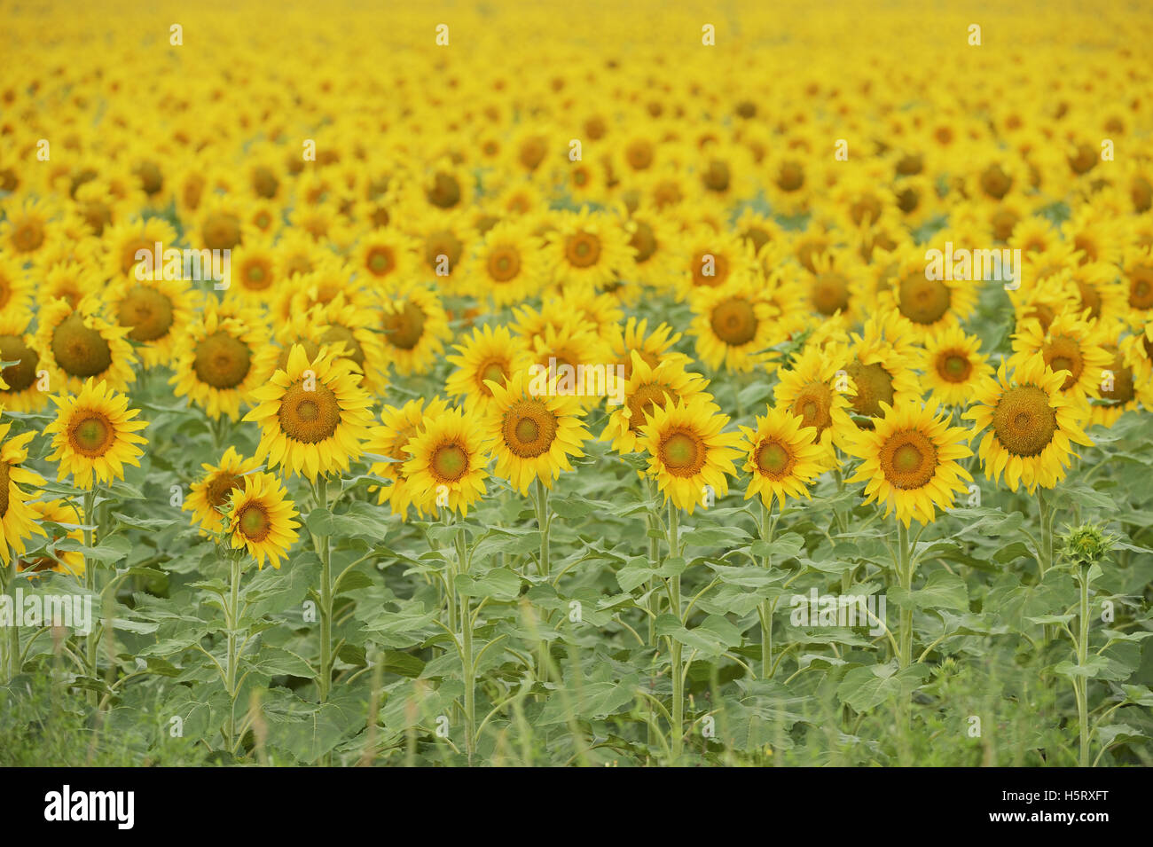 Gewöhnliche Sonnenblume, Helianthus Annuus, Feld in voller Blüte, Texas, USA Stockfoto