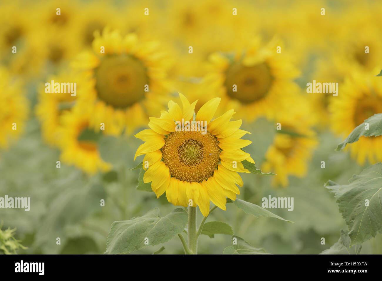 Gewöhnliche Sonnenblume, Helianthus Annuus, Feld in voller Blüte, Texas, USA Stockfoto