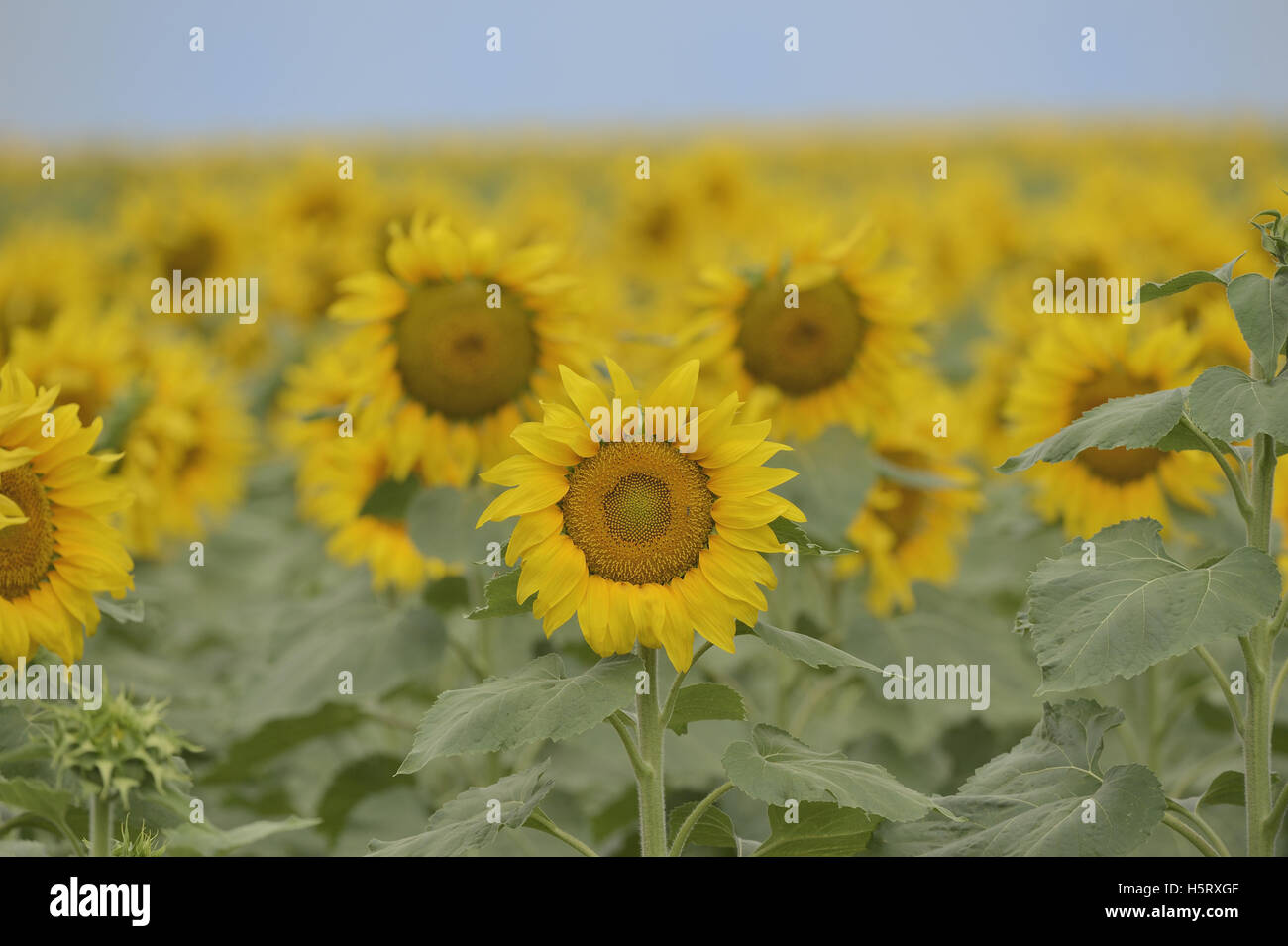 Gewöhnliche Sonnenblume, Helianthus Annuus, Feld in voller Blüte, Texas, USA Stockfoto