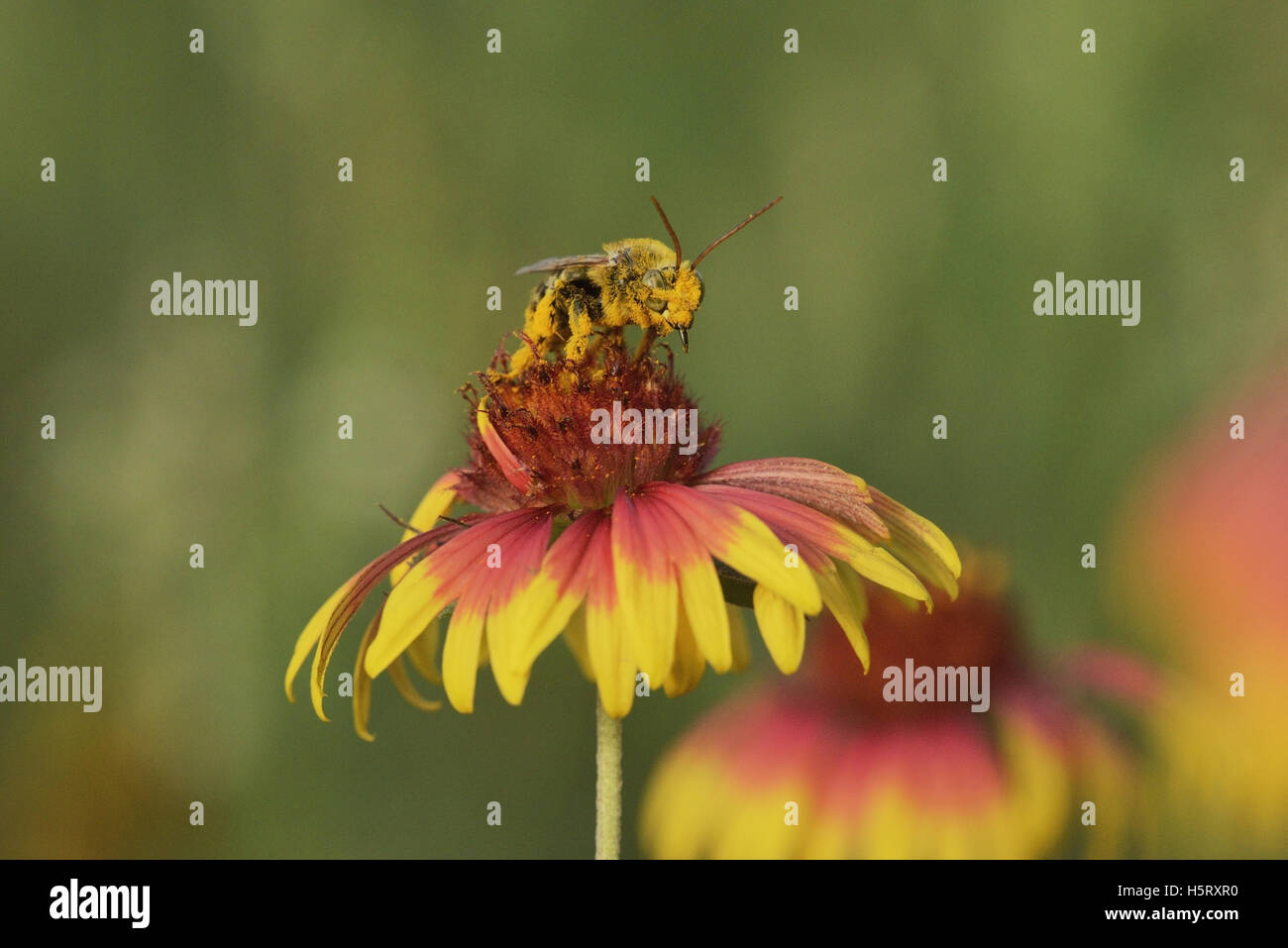Digger Bee (Anthophora Spp) Anthropodidae, Erwachsenen Fütterung auf indische Decke, Feuerrad (Gaillardia Pulchella), Texas, USA Stockfoto