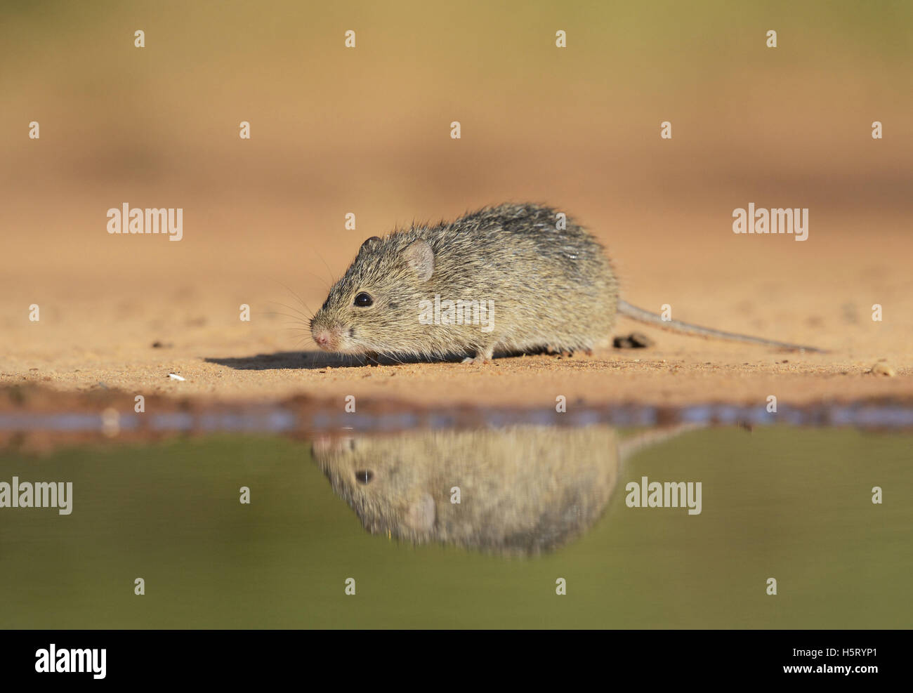 Hispid Baumwolle Ratte (Sigmodon Hispidus), Erwachsene an Gewässern Rand, Süden von Texas, USA Stockfoto