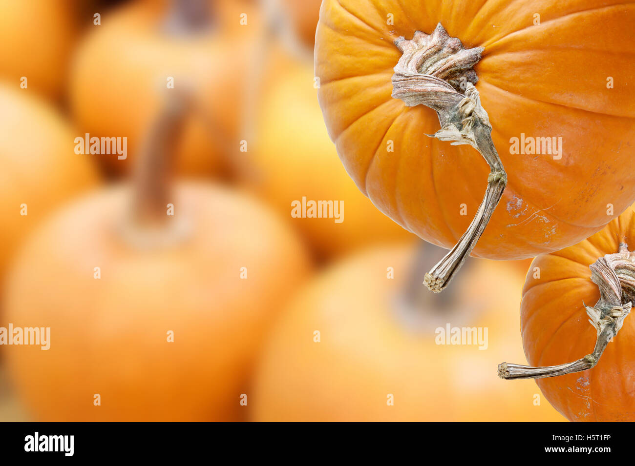 Pumpkin orange Farbe auf Hintergrund verschwimmen. Hauptobjekte mit Beschneidungspfade. Stockfoto