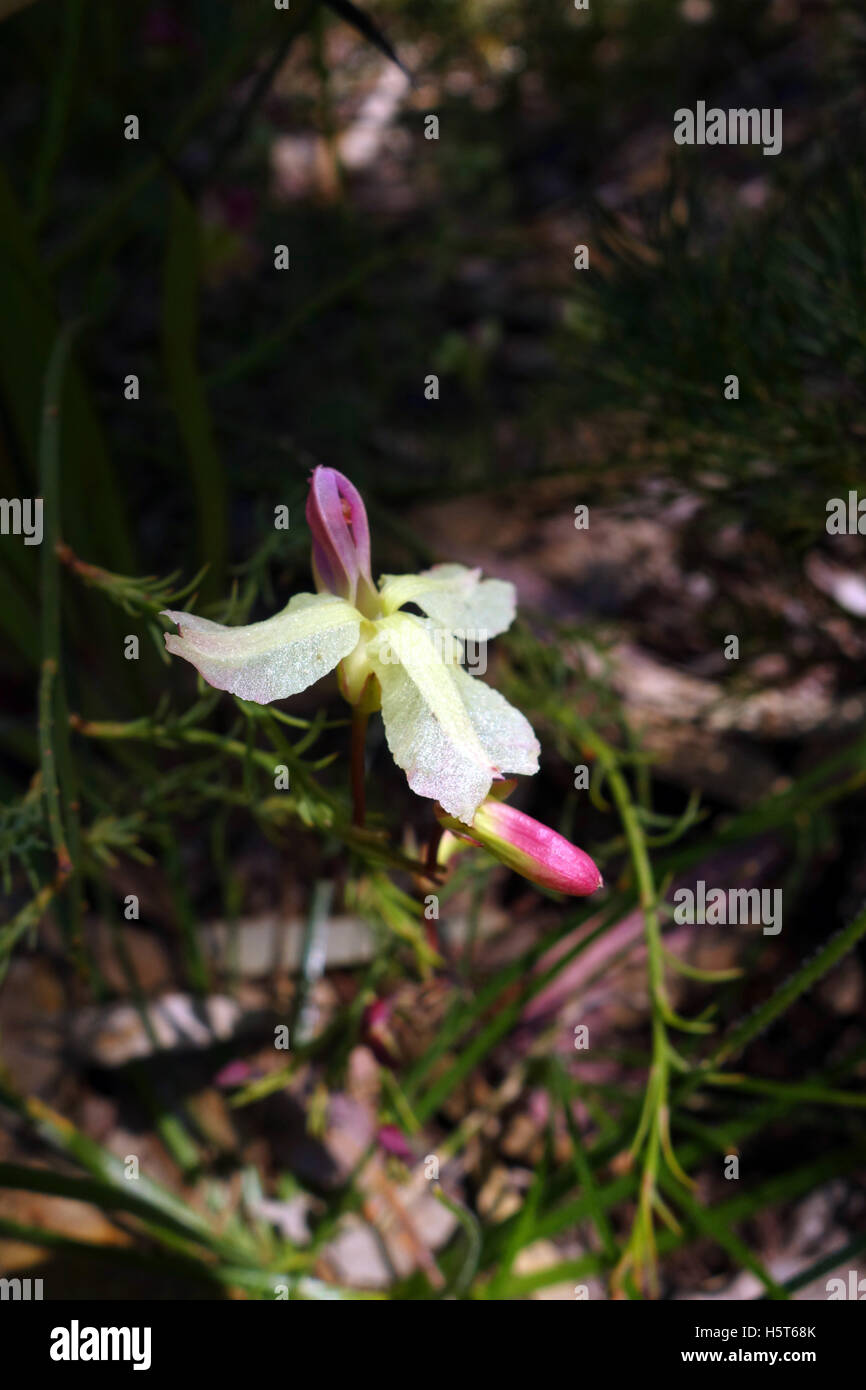 Yellow Leschenaultia (Leschenaultia Linarioides), Bold Park, Perth, Western Australia Stockfoto