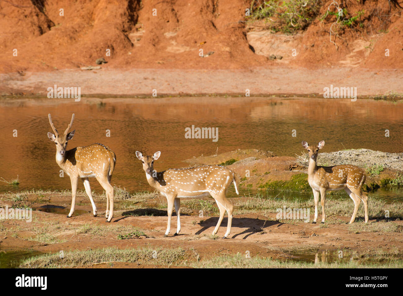 Gefleckte Rehe, (Axis Axis), Yala-Nationalpark, Sri Lanka Stockfoto