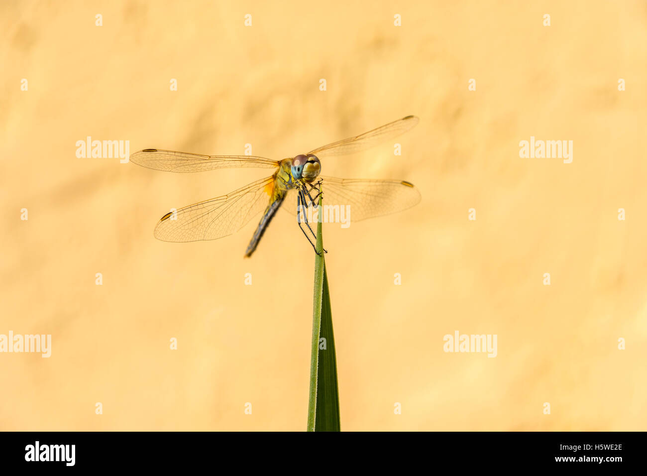 Bunte bunte rot Veined Darter Libelle am Zipfel der Agave Blatt mit blassen Hintergrund Stockfoto