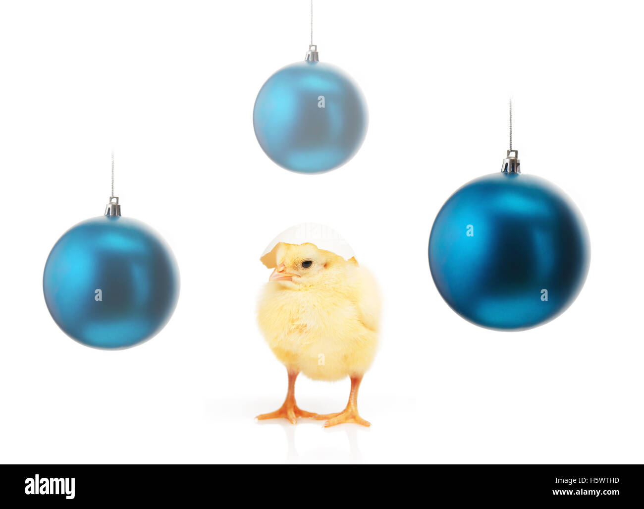 Kleine gelbe Huhn mit weißen Eierschale auf seinem Teil hatte und drei blaue Weihnachtskugeln isoliert auf weißem Hintergrund Stockfoto