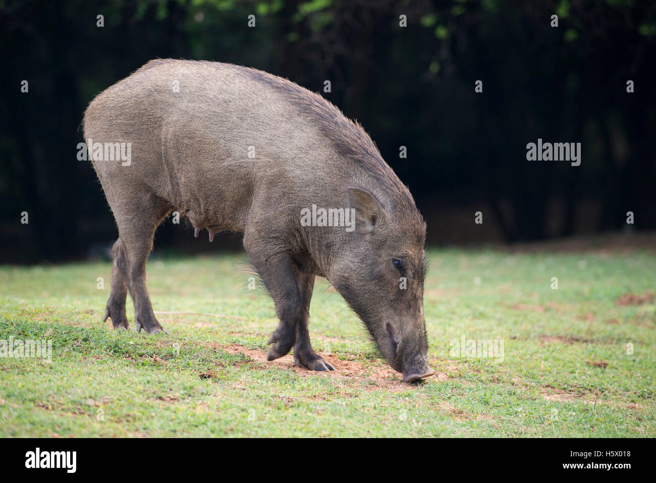 Wildschwein, Sus Scrofa, Yala-Nationalpark, Sri Lanka Stockfoto