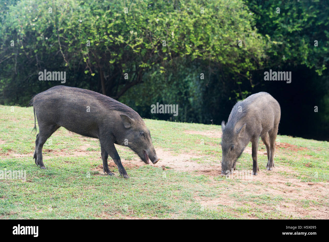 Wildschwein, Sus Scrofa, Yala-Nationalpark, Sri Lanka Stockfoto