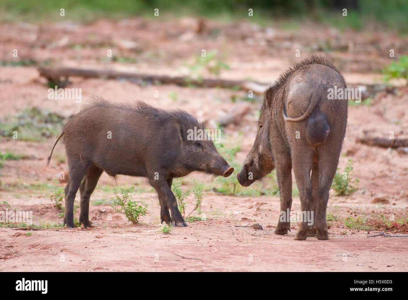 Wildschwein (Sus Scrofa), Yala-Nationalpark, Sri Lanka Stockfoto