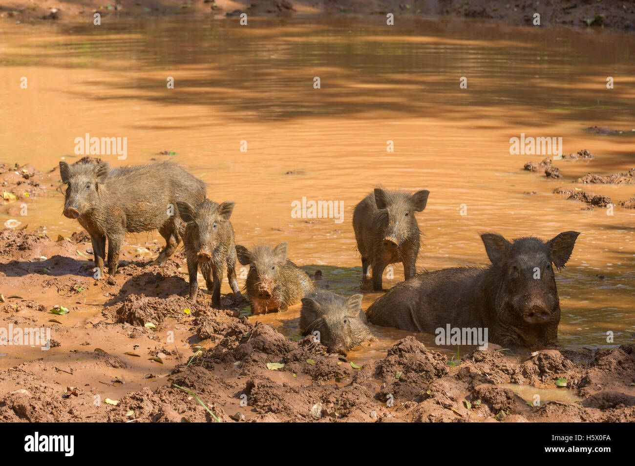 Wildschweine suhlen im Schlamm (Sus Scrofa), Yala-Nationalpark, Sri Lanka Stockfoto