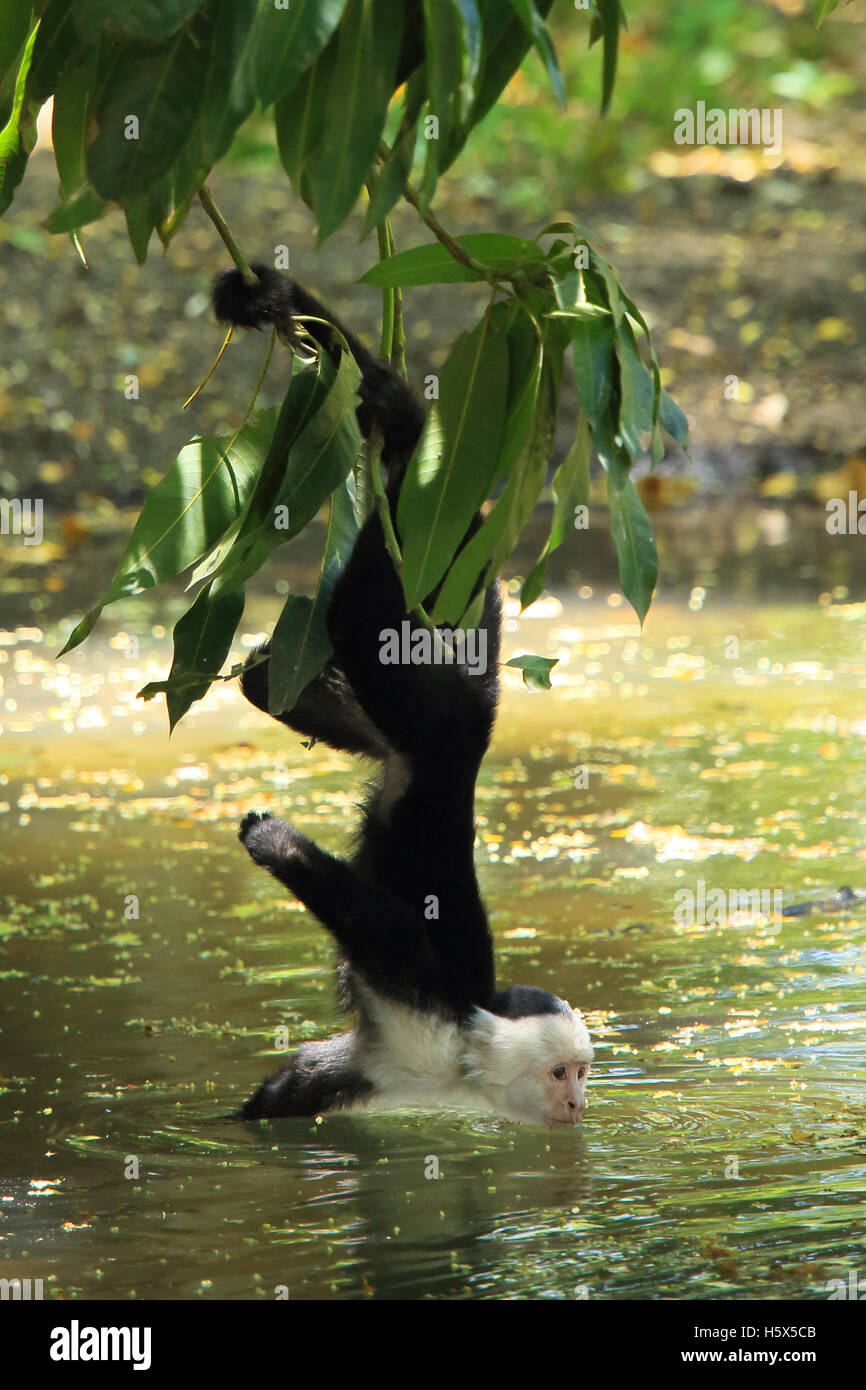 White-faced Capuchin Affen (Cebus Capucinus) am seidenen Greifschwanz zu trinken vom Pool. Palo Verde Nationalpark, C Rica Stockfoto