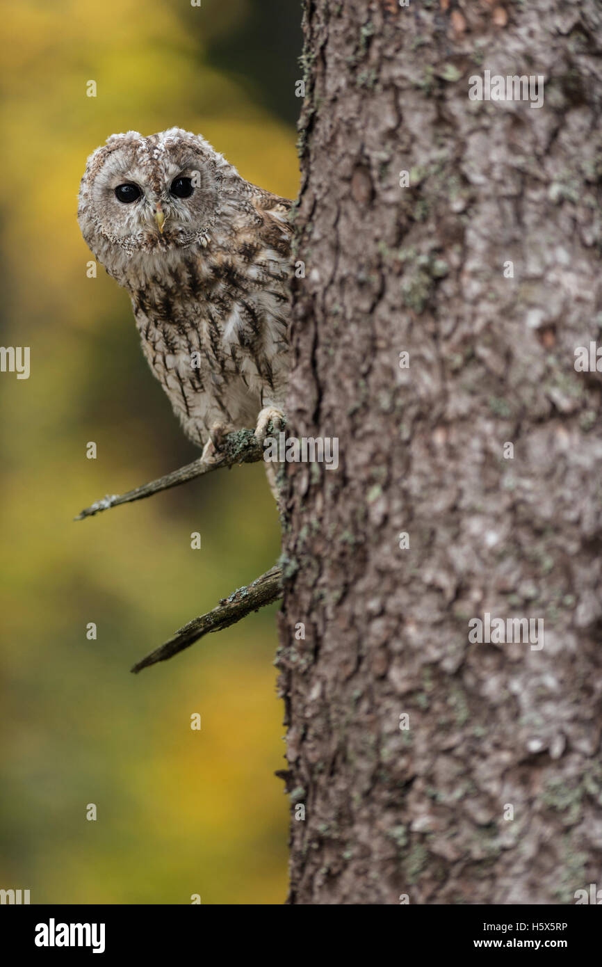 Tawny Owl / Waldkauz ( Strix aluco ) auf einem Baum, um die Ecke, helle Augen weit offen, herbstlicher Hintergrund, Europa. Stockfoto