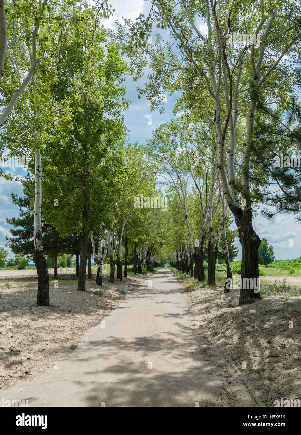 Langen, geraden Straße erstreckt sich der Abstand zwischen den Baumreihen am Strand. Stockfoto