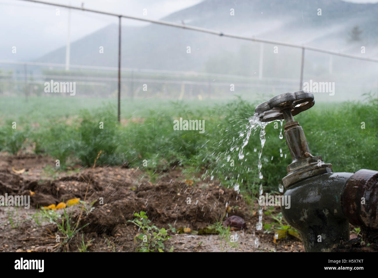 Landwirtschaft-Rohre und Wasser für die Bewässerung von Pflanzen Stockfoto