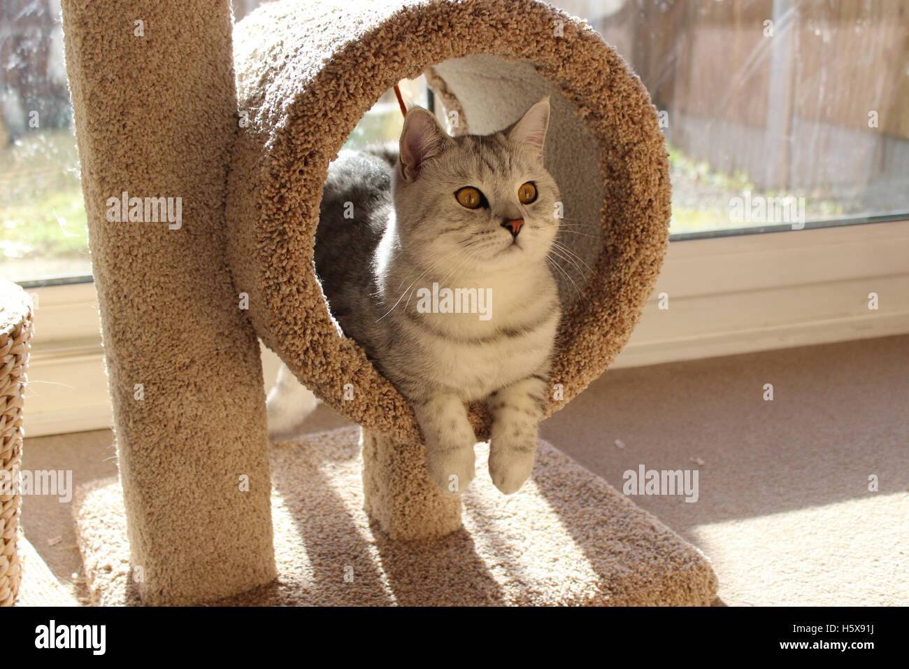 Britisch Kurzhaar Katze saß in Schleife mit baumelnden Pfoten Stockfoto