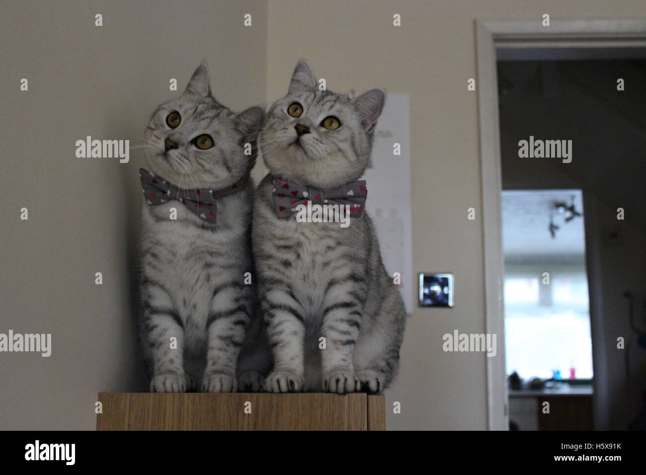 Zwei Britisch Kurzhaar-Katzen in passender Fliege Stockfoto