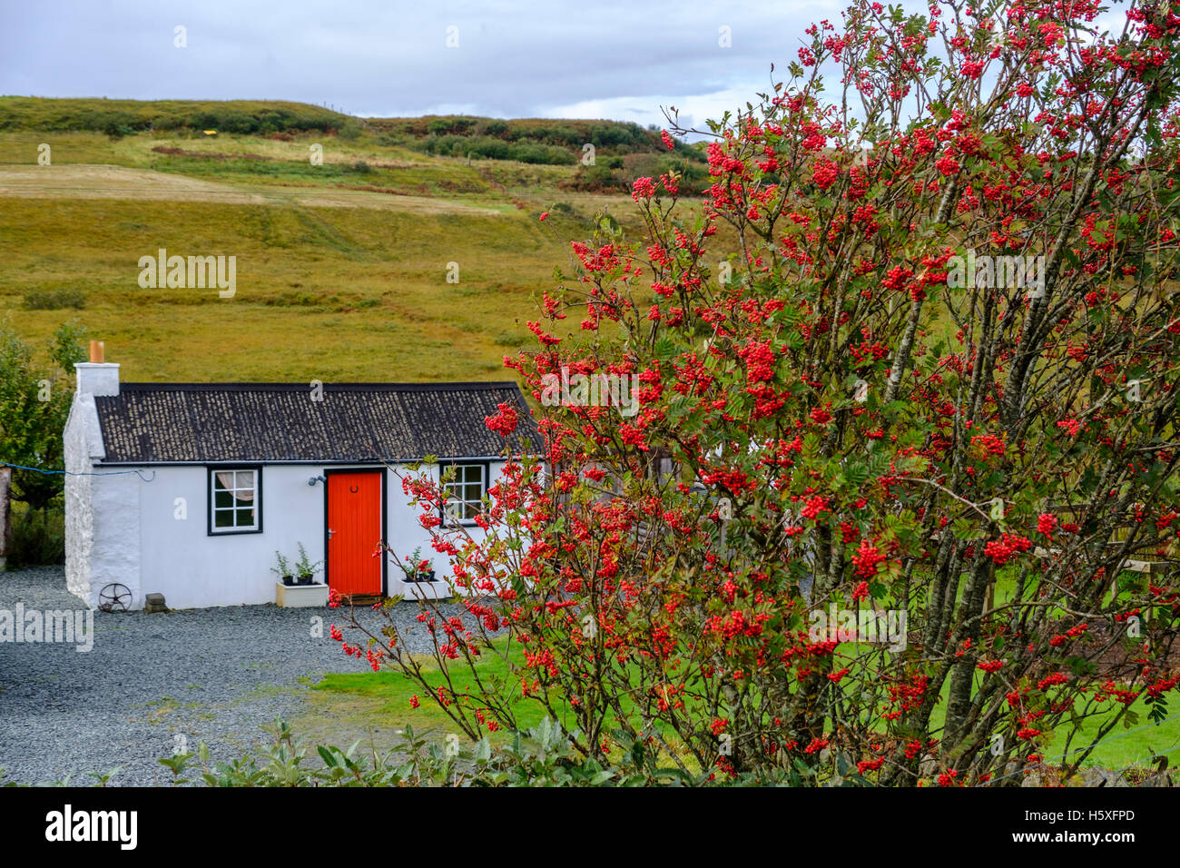 Typische schöne weiße Landhaus auf der Isle Of Skye Schottland mit einer Eberesche, beladen mit Beeren vor. Stockfoto