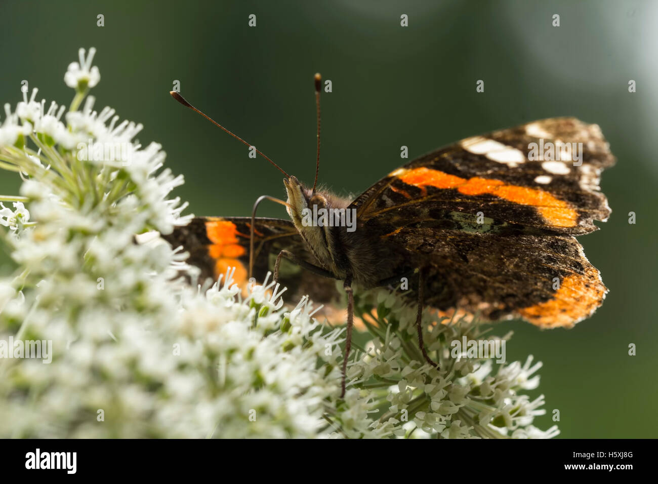 Nahaufnahme eines Schmetterlings Red Admiral, Vanessa Atalanta, weißen Blüten Nektar ernähren Stockfoto