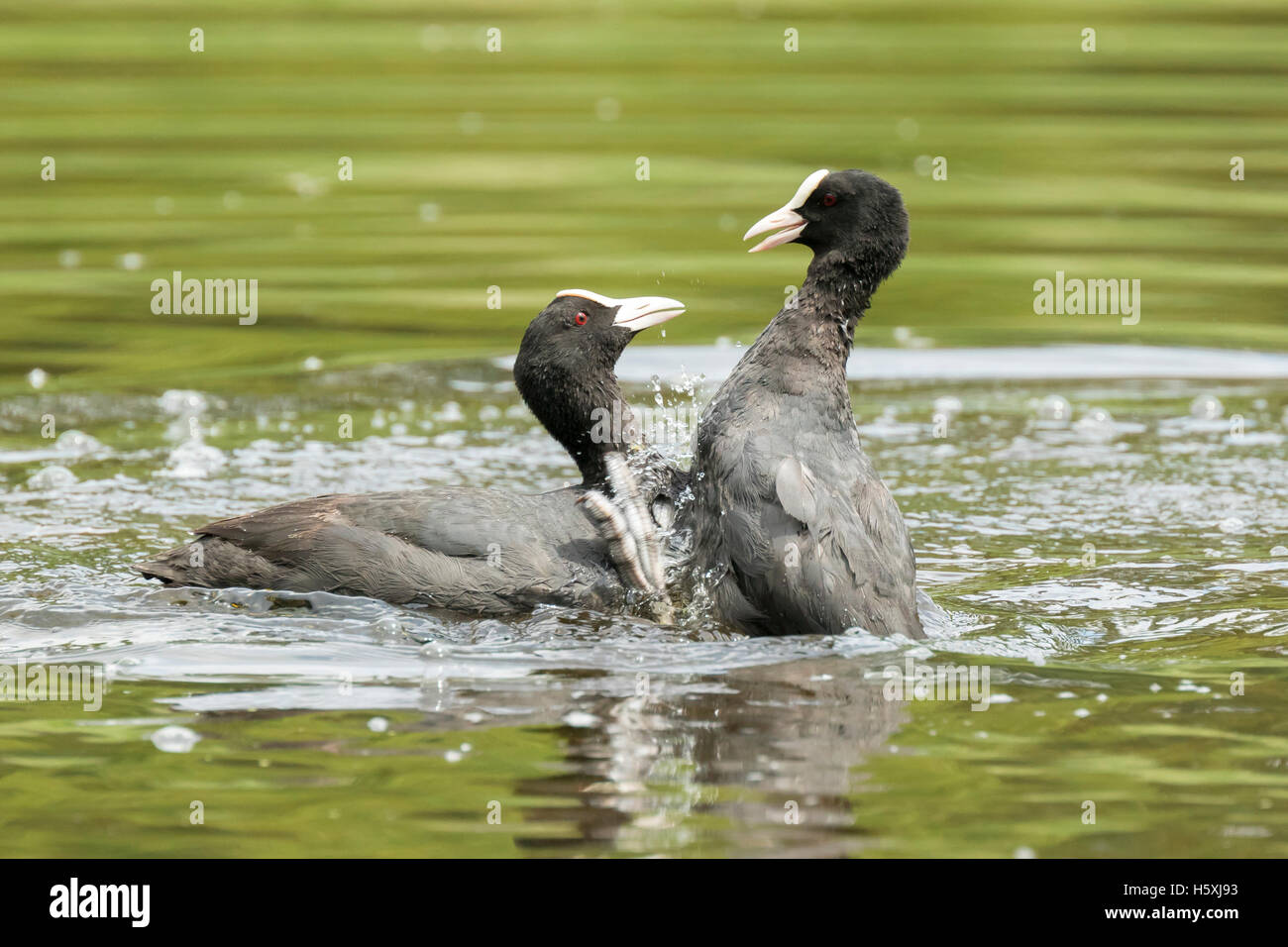 Nahaufnahme von zwei eurasischen Blässhühner Fulica Atra Wasservögel zeigen Aggression und Kampf Stockfoto