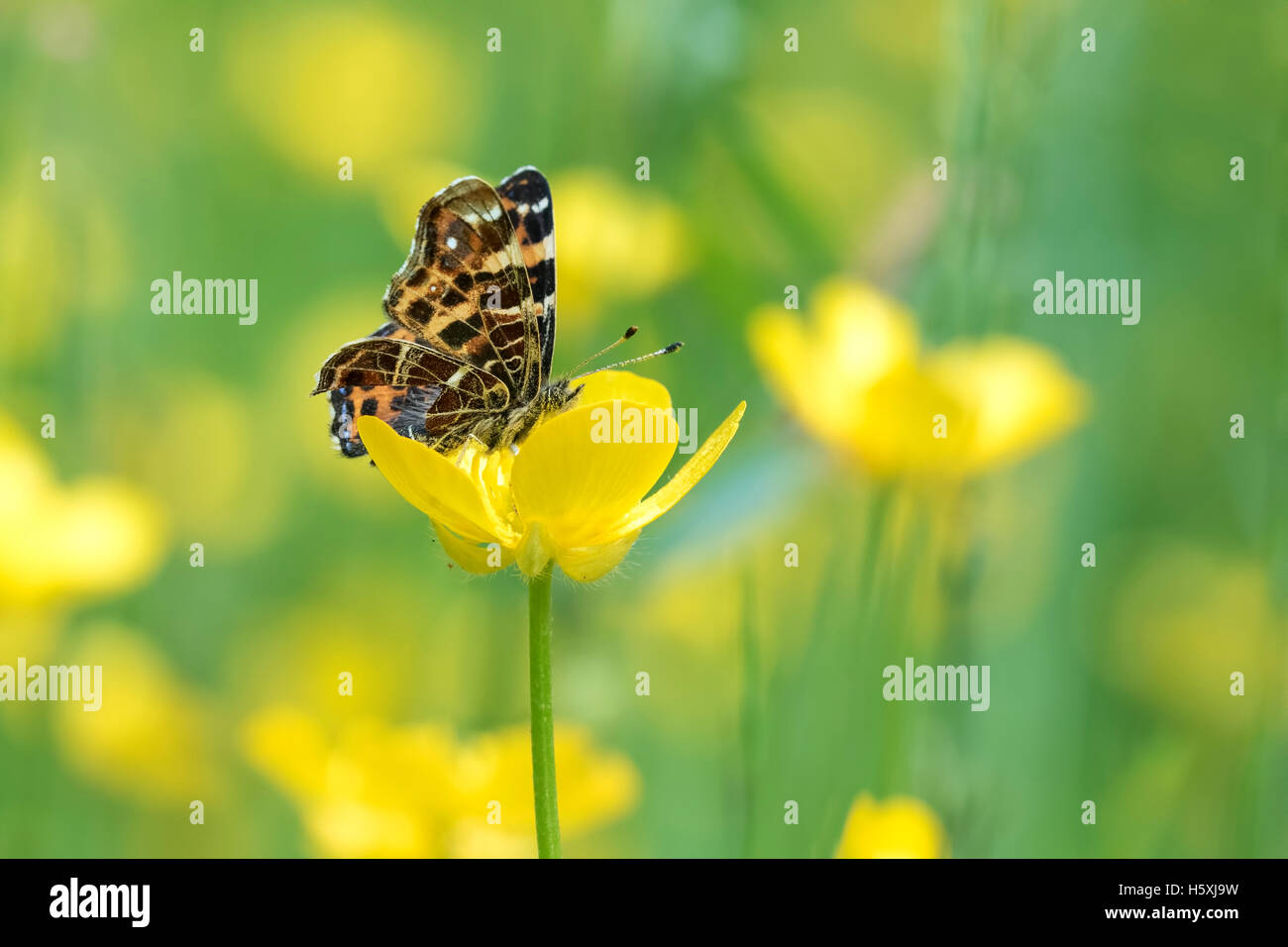 Seitlicher Blick auf eine Karte-Schmetterling (Araschnia Levana) Essen Nektar auf einer gelben Butterblume Blume. Dieser Schmetterling ist ein Frühling Saison ge Stockfoto