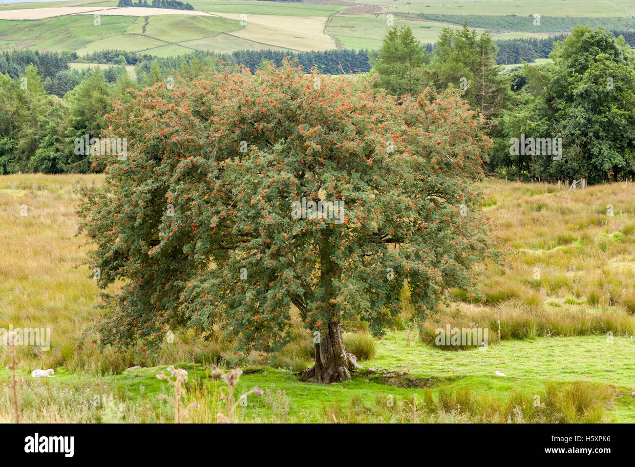 Eberesche Baum beladen mit Beeren in der Nähe von Llyn Brenig Stockfoto