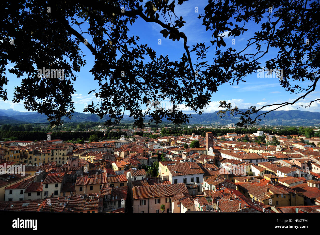 Lucca, Italien. Aussicht vom Gipfel des Torre Guinigi Stockfoto