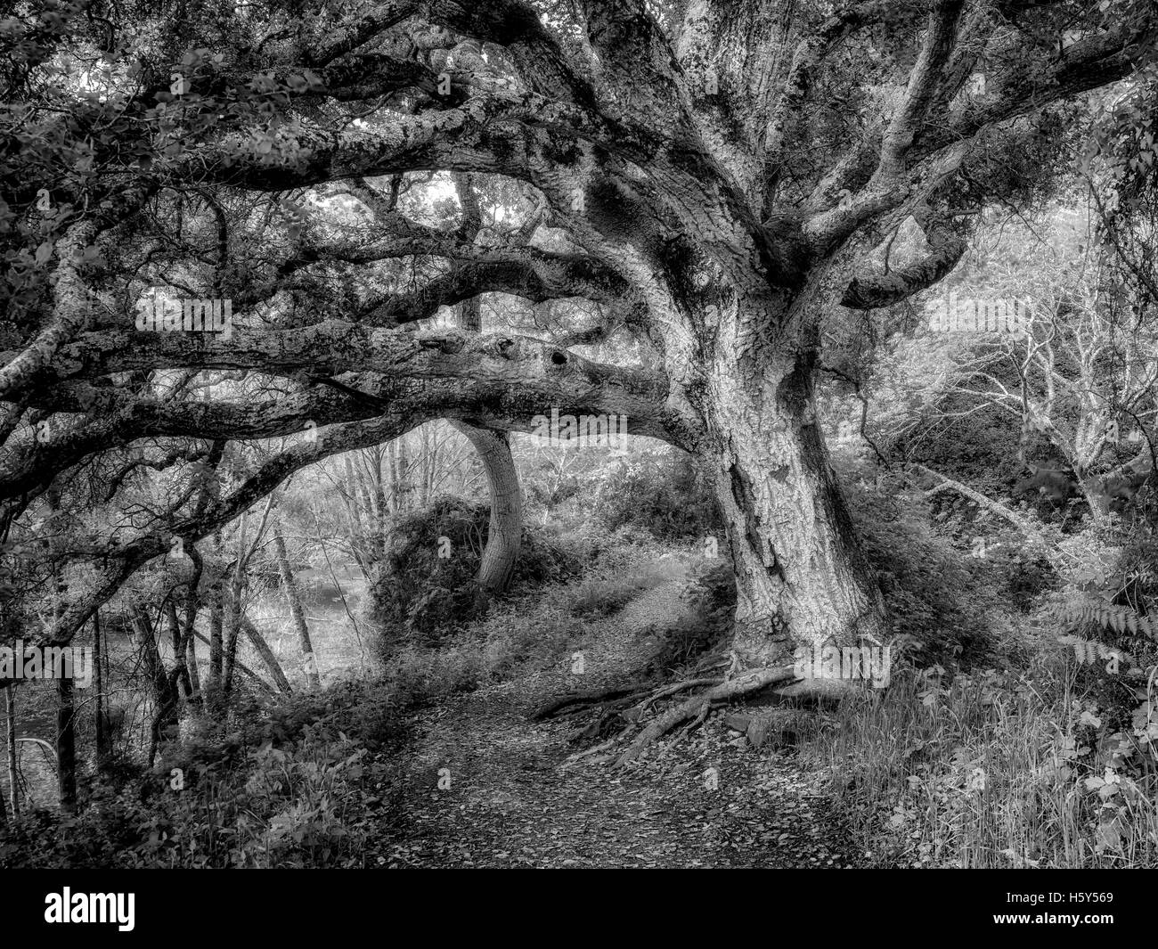 Baum im Weg. Big Sur Coast, Kalifornien Stockfoto
