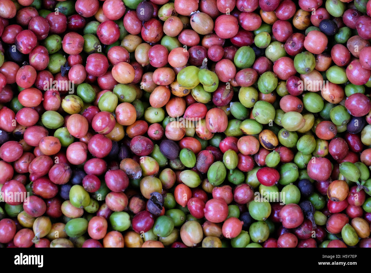 Arabica-Kaffee-Kirschen im Bolaven Plateau, Laos Stockfoto