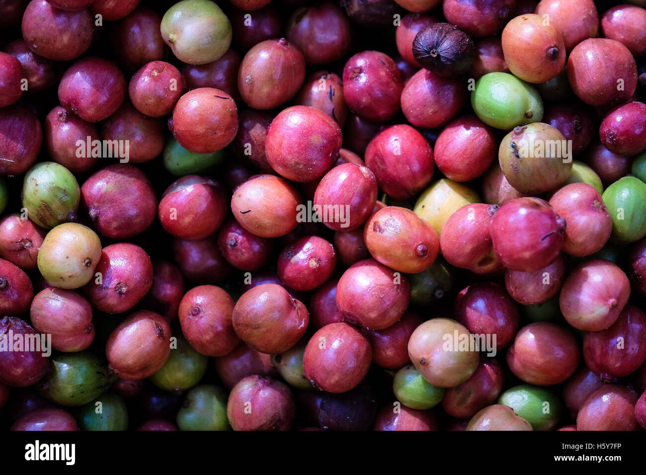 Arabica-Kaffee-Kirschen im Bolaven Plateau, Laos Stockfoto