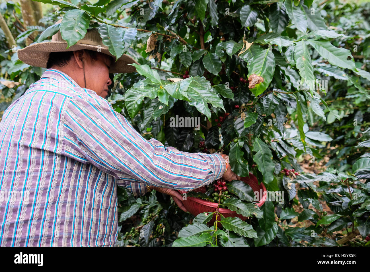 Ein Kaffee Bauer Kommissionierung seine Arabica-Ernte auf dem Bolaven Plateau im Süden von Laos, Süd-Ost-Asien. Stockfoto