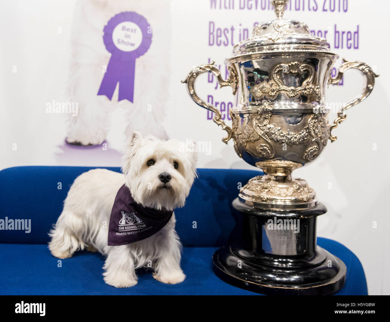 wallpapers West Highland White Terrier Dog Show alamy