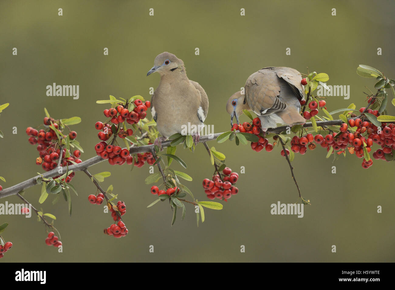 Weiß – Winged Taube (Zenaida Asiatica), Erwachsene Essen Feuerdorn (Pyracantha Coccinea) Beeren, Hill Country, Texas, USA Stockfoto