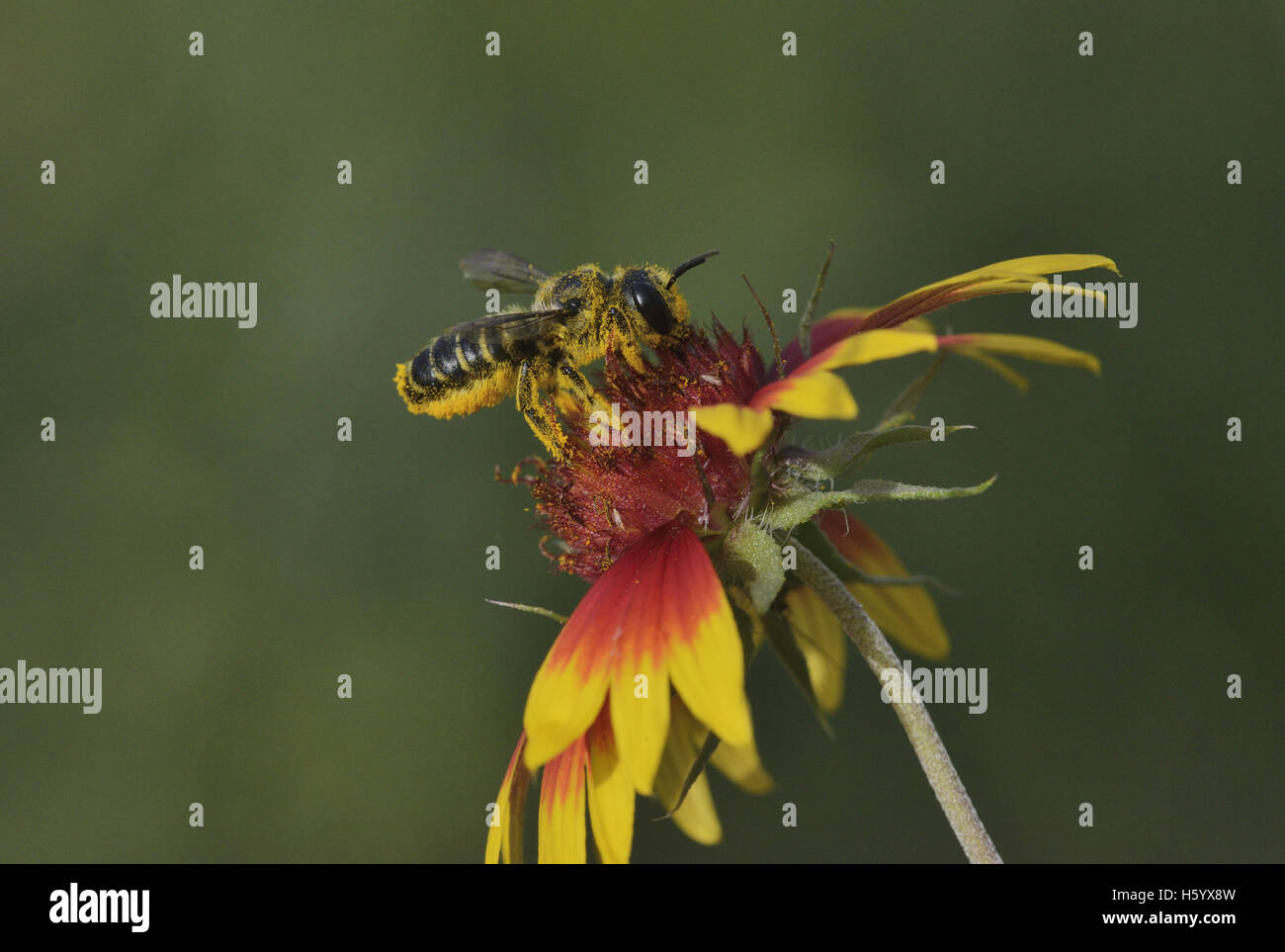 Leafcutter Biene, Solitäre Bienen (Megachile SP.), Erwachsener Fütterung auf indische Decke, Feuerrad (Gaillardia Pulchella), Texas, USA Stockfoto