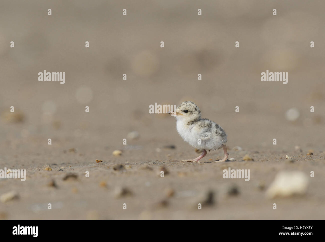 Wenigsten Seeschwalbe (Sterna Antillarum), junge Seeschwalbe gehen, Port Isabel, Laguna Madre, South Padre Island, Texas, USA Stockfoto