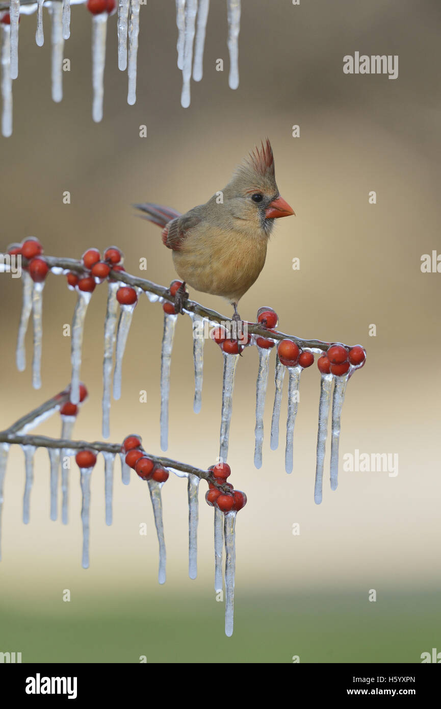 Nördlichen Kardinal (Cardinalis Cardinalis), erwachsenes Weibchen thront auf eisigen Zweig der Possum Haw Stechpalme (Ilex Decidua), Texas Stockfoto