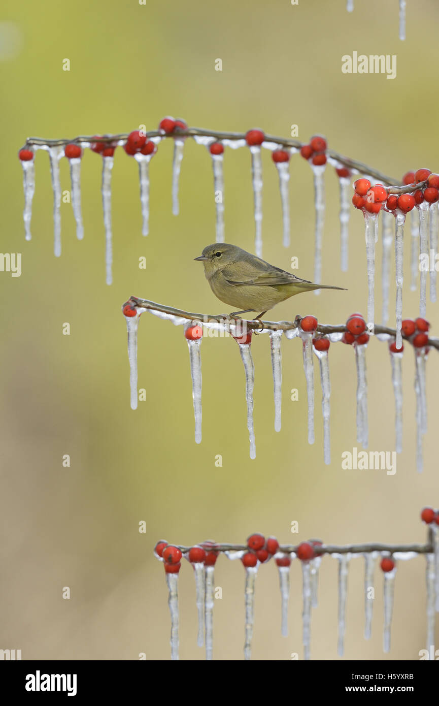 Orange-gekrönter Warbler (Vermivora Celata), Erwachsene thront auf eisigen Zweig der Possum Haw Stechpalme (Ilex Decidua) mit Beeren, Texas Stockfoto