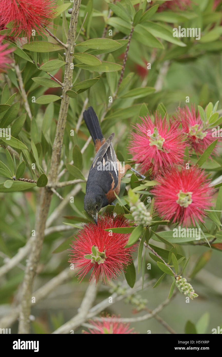 Obstgarten Oriole (Ikterus Spurius), männliche Fütterung auf blühenden Zitronen Bottlebrush, crimson Bottlebrush (Melaleuca Citrina), Texas Stockfoto