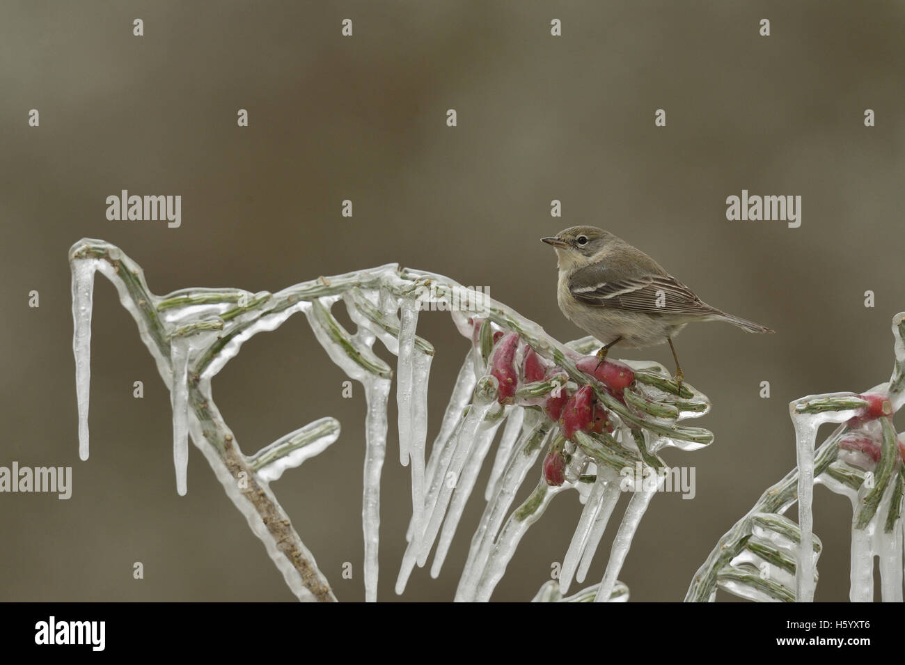 Kiefer (Pinus Dendroica) Warbler, unreife Weibchen thront auf eisigen Zweig der Weihnachten Cholla (Cylindropuntia Leptocaulis), Texas Stockfoto