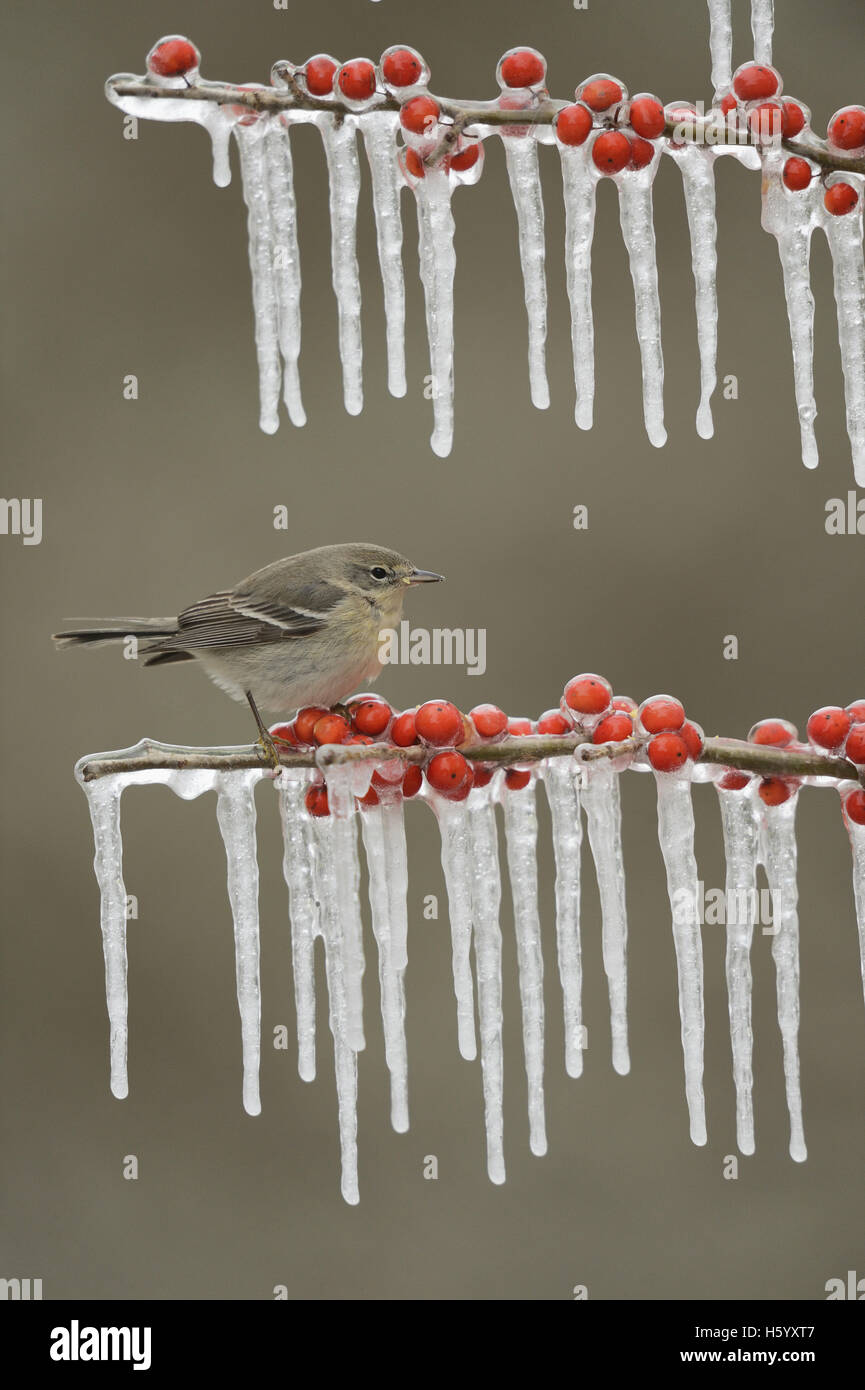 Kiefer (Pinus Dendroica) Warbler, thront unreife Weibchen auf eisigen Zweig der Possum Haw Stechpalme (Ilex Decidua) mit Beeren, Texas Stockfoto
