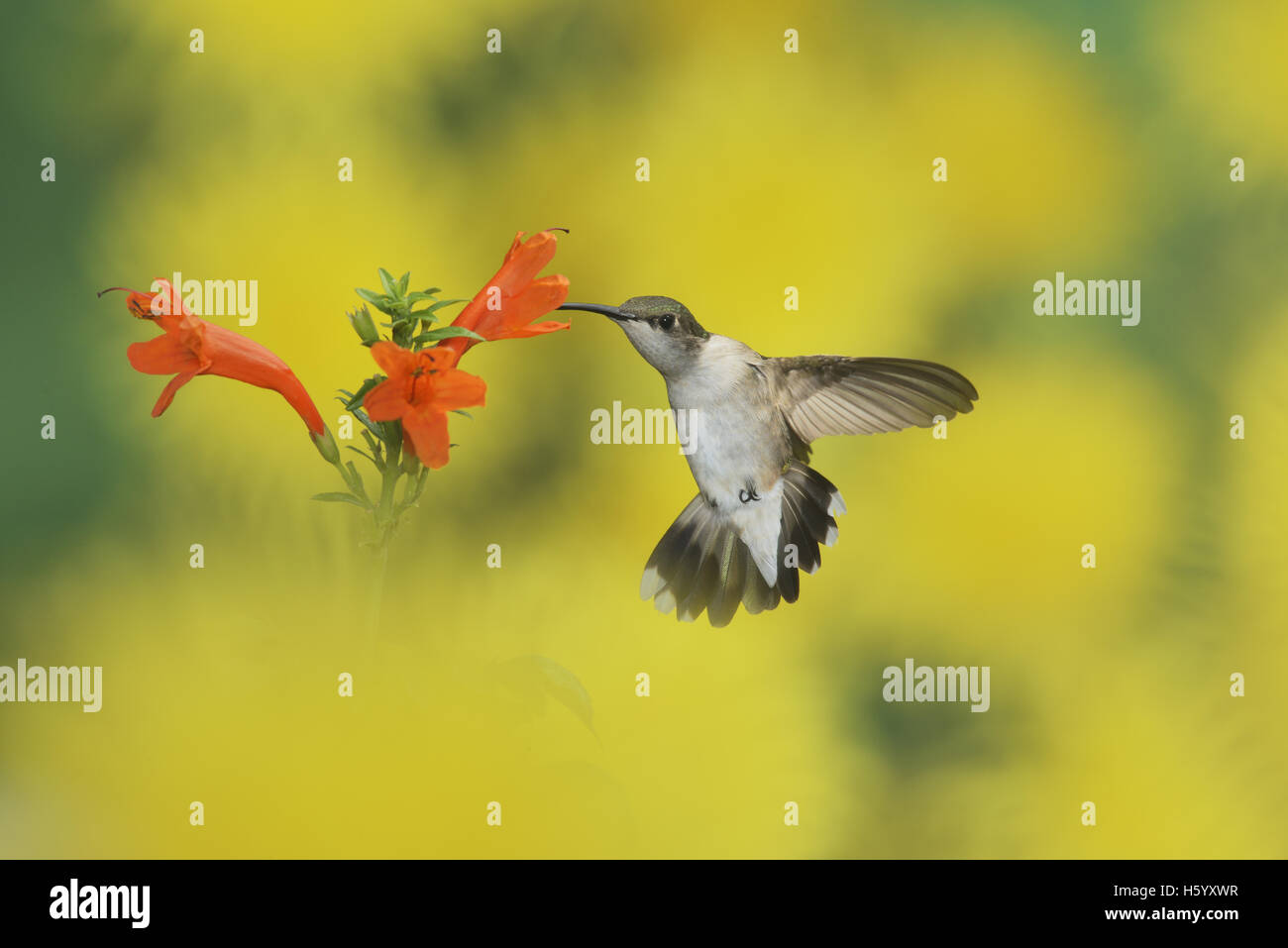 Ruby – Throated Kolibri (Archilochos Colubris), weibliche im Flug Fütterung auf Cape Honeysuckle (Tecoma Capensis) Blume, Texas Stockfoto