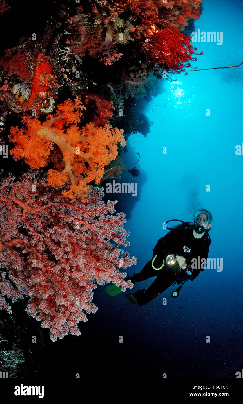 Taucher Tauchen am Korallenriff, Komodo, Indopazifik, Indonesien, Südostasien Stockfoto