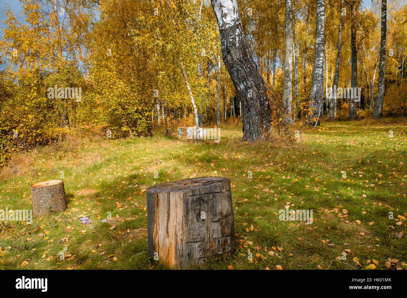 Laub im Herbst in den Monat Oktober Stockfoto