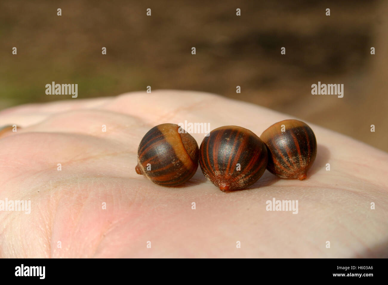 Vielzahl von Eicheln in der Hand des Mädchens Stockfoto