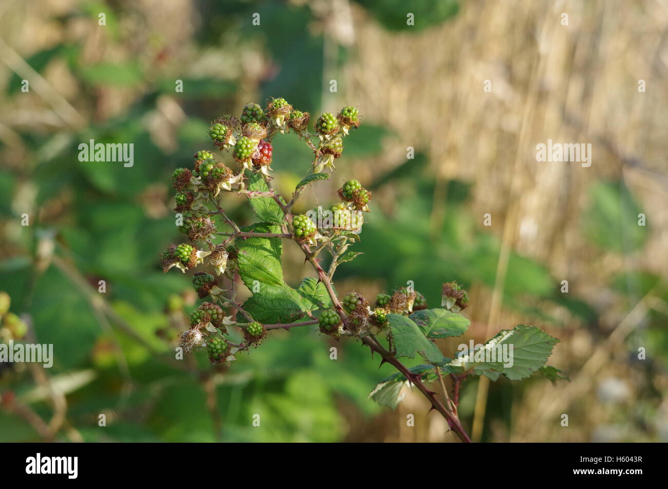 Black berrys Stockfoto