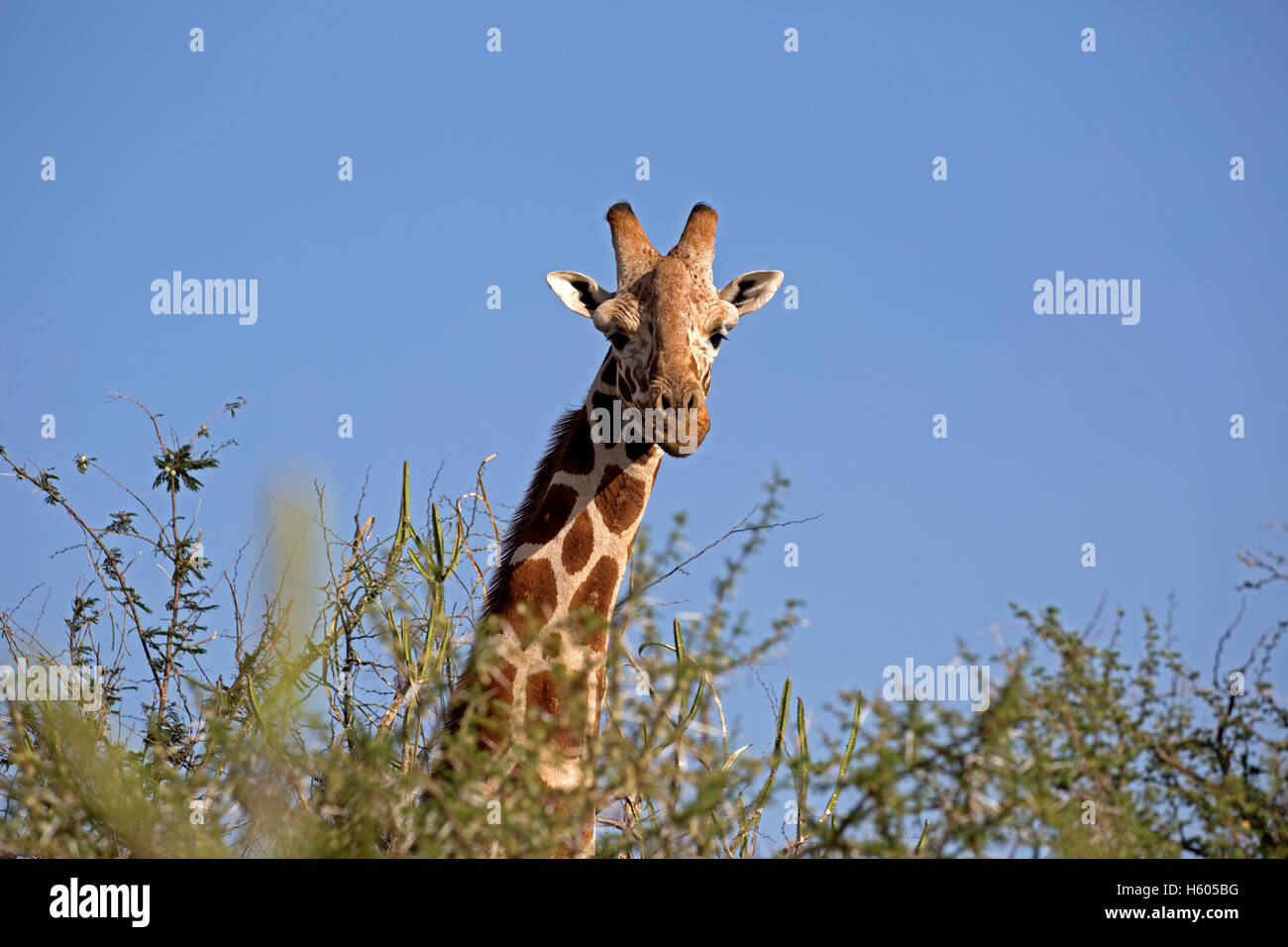 Kopf und Hals der netzförmigen Giraffe über Busch Giraffa Plancius Reticulata Laikipia Wildnis Nanyuki Kenia Stockfoto