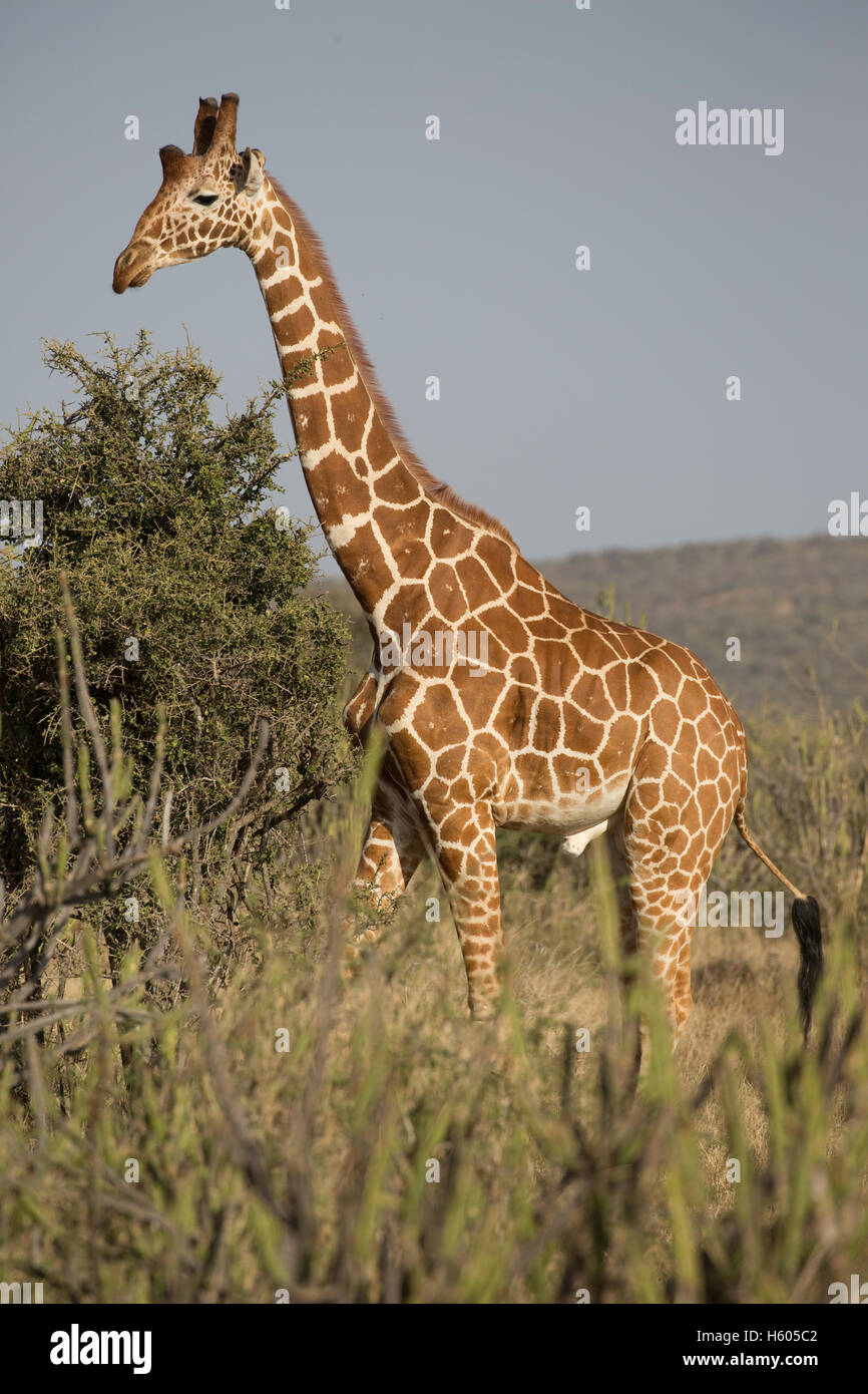 Eine große Giraffe Giraffa Plancius Reticulata Laikipia Wildnis Nanyuki Kenia Stockfoto